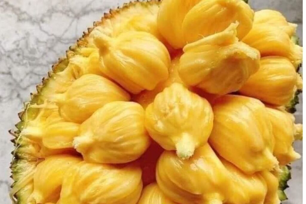 Mít tố nữ Đồng Nai là đặc sản có giá khoảng 55.000 đồng/kg, cho thu hoạch bền bỉ nhiều năm, được nhiều người ưa chuộng.