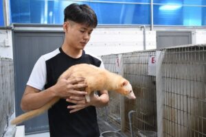 Khám phá trang trại nuôi chồn hương đặc biệt ở TP Đồng Nai với nhiều cá thể đột biến quý hiếm, giá trị lên đến hàng trăm triệu đồng.