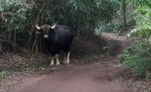 Hai con bò tót chết bất thường trong khu bảo tồn ở Đồng Nai, cơ quan chức năng đang xác minh nguyên nhân vụ việc.