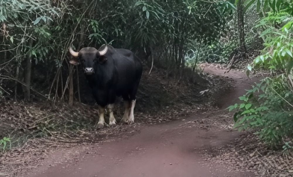 Hai con bò tót chết bất thường trong khu bảo tồn ở Đồng Nai, cơ quan chức năng đang xác minh nguyên nhân vụ việc.