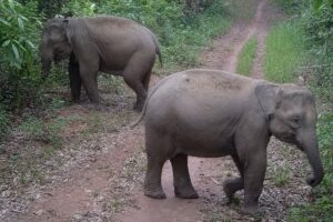 Đồng Nai tập huấn an toàn quản lý xung đột voi - người, nâng cao kỹ năng bảo tồn voi hoang dã và giảm rủi ro cho cộng đồng.