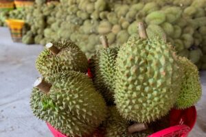 Chợ sầu riêng Nghĩa Trung nhộn nhịp vào vụ thu hoạch, nhưng nhiều lô hàng vẫn chờ đầu ra từ các kho thu mua.