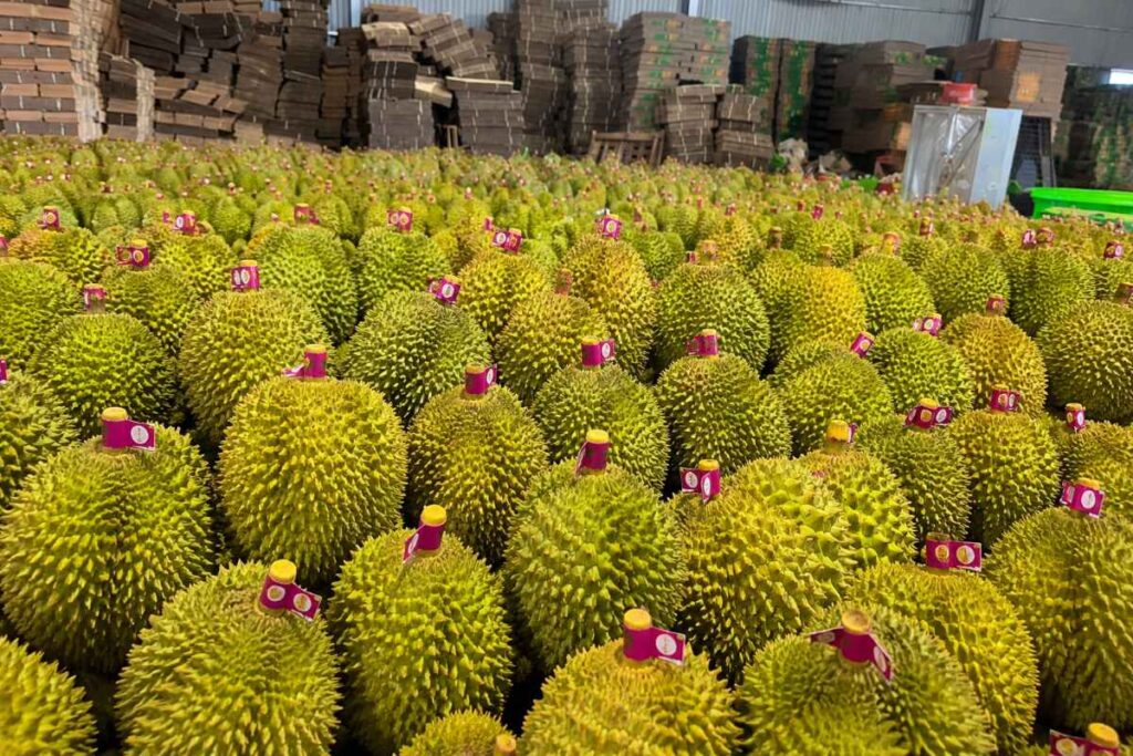 Xuất khẩu nông sản Việt sang Trung Quốc tăng mạnh, doanh nghiệp đẩy nhanh số hóa truy xuất nguồn gốc và ứng dụng AI.