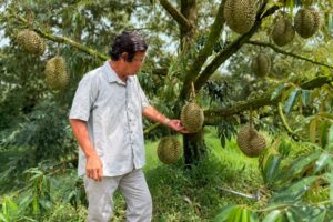 Giá sầu riêng Thái giảm mạnh, nhiều nhà vườn tạm neo trái trên cây chờ thị trường phục hồi. Xem nguyên nhân.