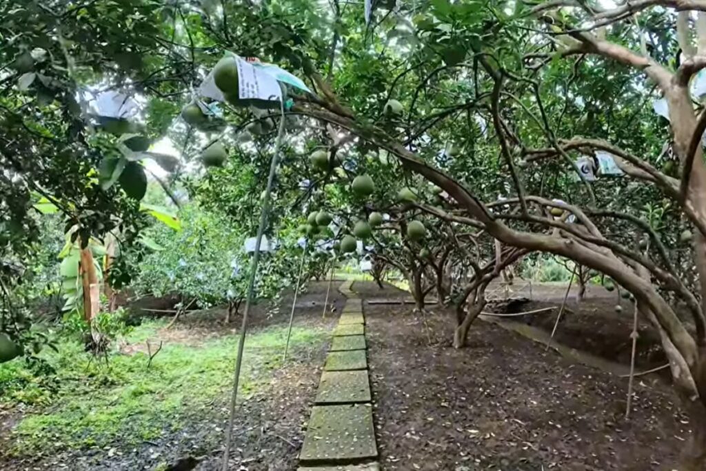 làng bưởi Tân Triều