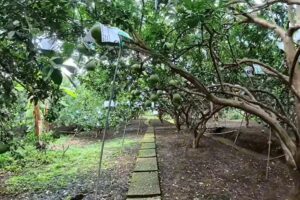 làng bưởi Tân Triều