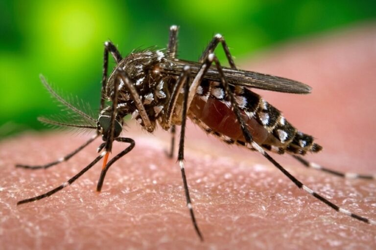 Google dùng AI và Wolbachia thả 32 triệu muỗi diệt sốt xuất huyết