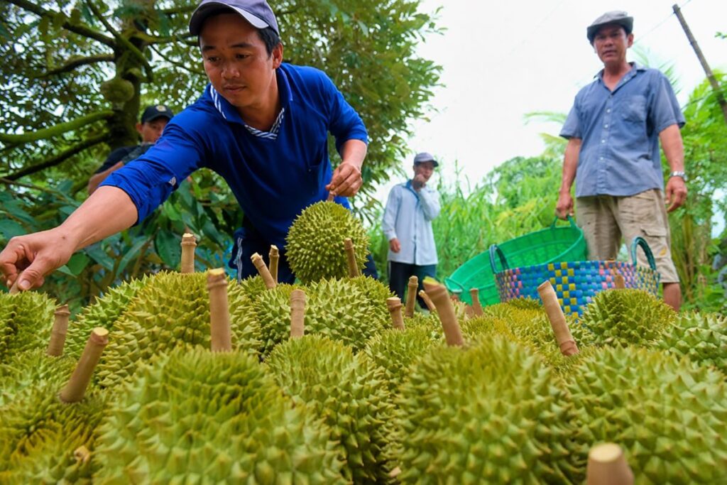 Giá sầu riêng giảm xuống mức thấp nhất từ đầu năm do nguồn cung tăng và tiêu chuẩn xuất khẩu khắt khe, trong khi trái cây Trung Quốc vẫn hút khách.