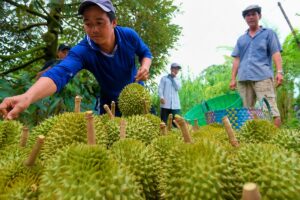 Giá sầu riêng giảm xuống mức thấp nhất từ đầu năm do nguồn cung tăng và tiêu chuẩn xuất khẩu khắt khe, trong khi trái cây Trung Quốc vẫn hút khách.