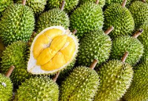 Giá sầu riêng Monthong lao dốc xuống sát 60.000 đồng/kg, nhiều nhà vườn đối mặt nguy cơ thua lỗ trong chính vụ thu hoạch.