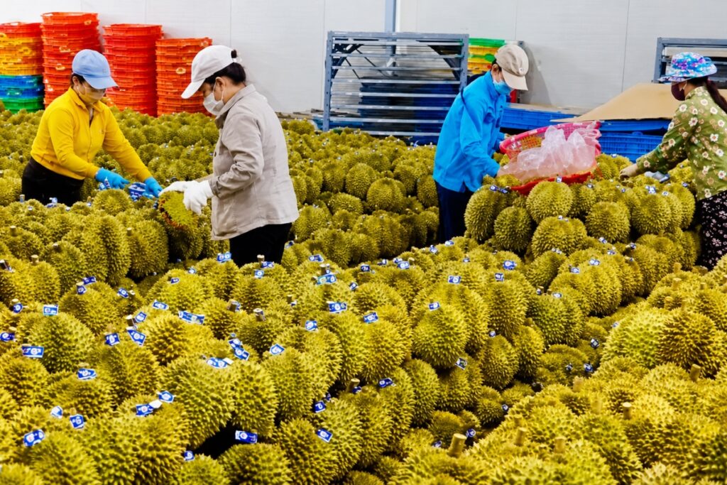 Giá sầu riêng giảm 30-50% khiến ngành hàng tỷ USD đối mặt áp lực mới, đòi hỏi giải pháp phát triển bền vững và ổn định đầu ra.