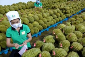 Hải quan yêu cầu ưu tiên thông quan nhanh nông, lâm, thủy sản, đặc biệt là sầu riêng, nhằm giảm ùn ứ và hỗ trợ xuất khẩu.