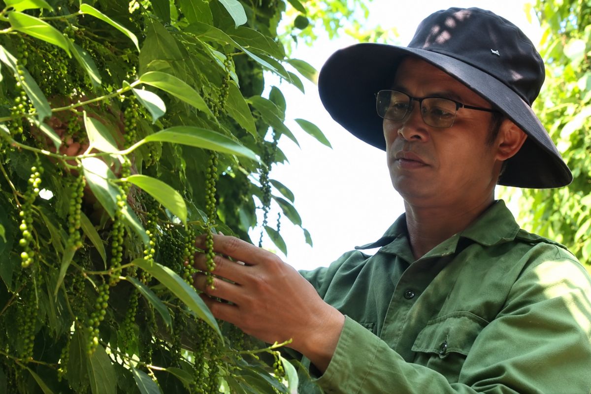 Ngành hồ tiêu nâng cao chất lượng, đáp ứng tiêu chuẩn thị trường để giữ vững vị thế xuất khẩu hàng đầu của Việt Nam.