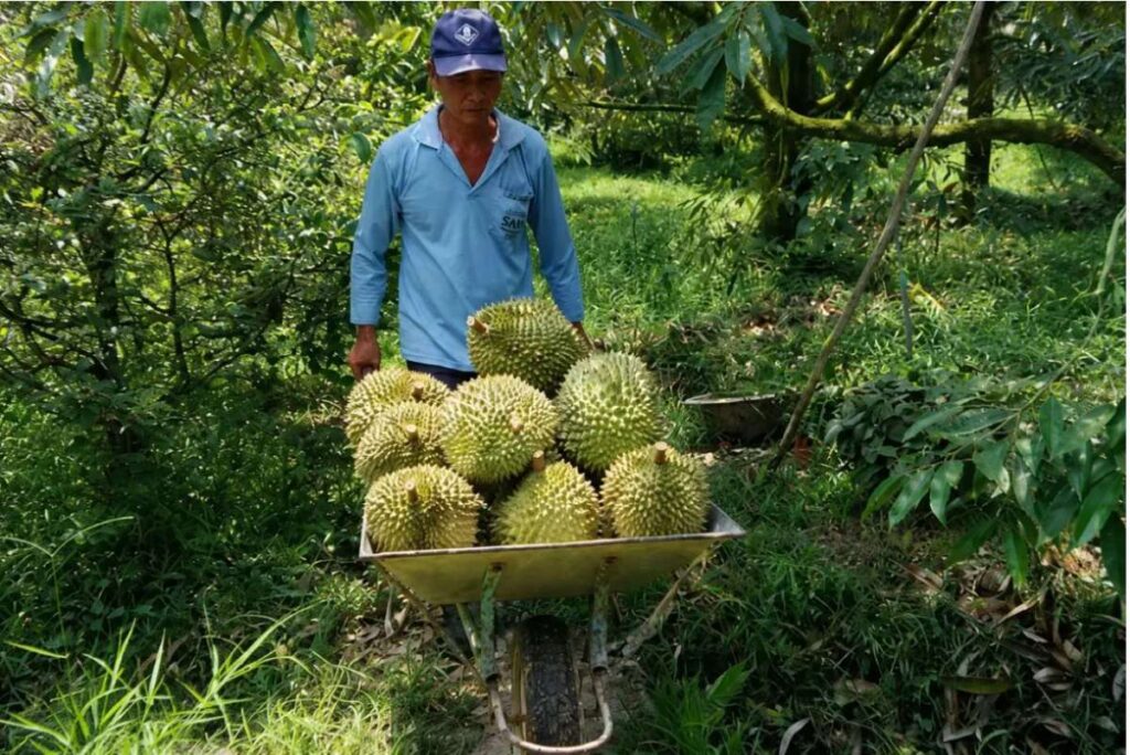 Xuất khẩu sầu riêng phụ thuộc vào mã số vùng trồng, truy xuất nguồn gốc và kiểm soát an toàn thực phẩm. Những điểm nghẽn nào cần tháo gỡ?