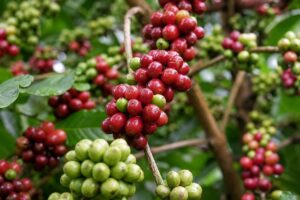 Giá cà phê quay đầu giảm mạnh sau một tuần biến động dữ dội trên thị trường thế giới. Cập nhật nguyên nhân và diễn biến mới nhất.