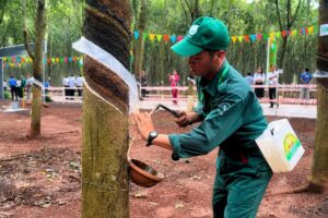 Cao-su Đồng Nai tôn vinh thợ giỏi khai thác mủ, quyết tâm vượt mốc 32.000 tấn sản lượng trong năm 2026.