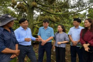 Đắk Lắk kiến nghị tháo gỡ vướng mắc về mã số vùng trồng sầu riêng. Bộ NN&MT cam kết thúc đẩy xuất khẩu chính ngạch.