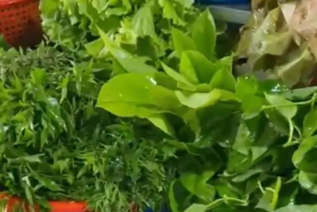 Khám phá rau rừng Mã Đà ven hồ Trị An với hàng chục loại lá tươi non, tự tay hái và thưởng thức cùng chén kho quẹt đậm đà.