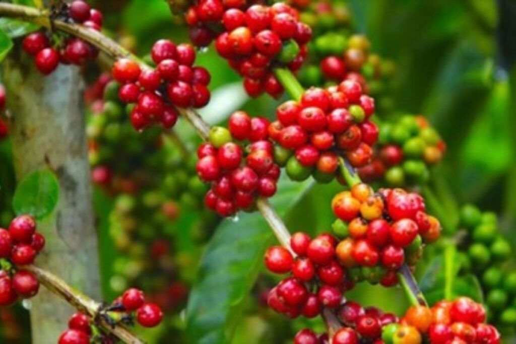 Giá cà phê tiếp tục tăng nhờ nguồn cung thắt chặt và thời tiết bất lợi, hỗ trợ thị trường trong nước duy trì ở mức cao.