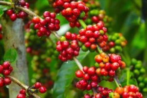 Giá cà phê tiếp tục tăng nhờ nguồn cung thắt chặt và thời tiết bất lợi, hỗ trợ thị trường trong nước duy trì ở mức cao.