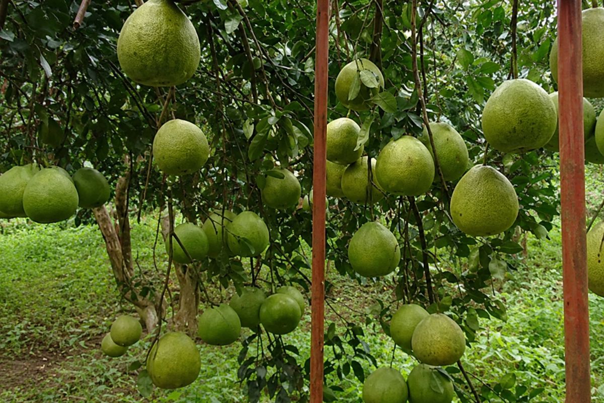 Đồng Nai chi hơn 70 tỷ đồng hỗ trợ liên kết sản xuất nông nghiệp, thúc đẩy chuỗi giá trị và nâng cao hiệu quả cây trồng, vật nuôi.