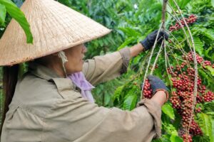 Nông sản xanh Việt Nam gia tăng giá trị nhờ đáp ứng tiêu chuẩn bền vững, mở ra cơ hội nâng cao sức cạnh tranh tại thị trường quốc tế.