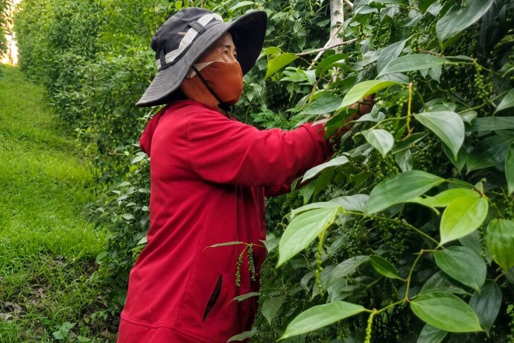 Xuất khẩu hồ tiêu tiến sát 1 tỷ USD nhưng giá trong nước vẫn giảm. Điều gì khiến nông dân và doanh nghiệp đối mặt nghịch lý này?