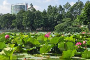 Hồ sen nở rộ tại công viên Biên Hùng (Đồng Nai) thu hút người dân dạo mát, chụp ảnh và tận hưởng không gian xanh mỗi sáng.