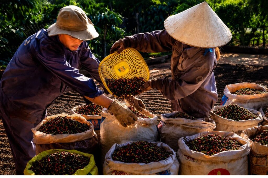 Giá nông sản tháng 6 biến động trái chiều, cà phê tăng trở lại 89.000 đồng/kg, giúp nông dân phấn khởi. Xem chi tiết diễn biến thị trường.