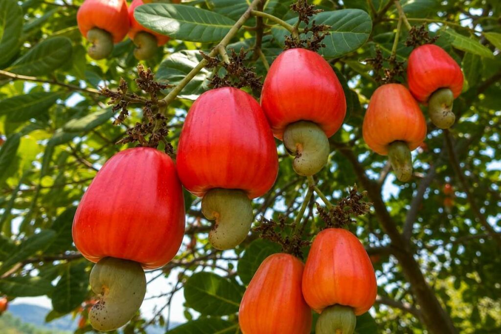 Đào lộn hột có cấu tạo đặc biệt với quả giả và quả thật khiến nhiều người nhầm lẫn. Khám phá điều thú vị về loài cây này.