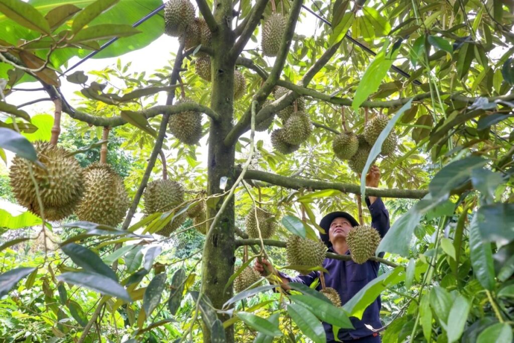 Sầu riêng Tây nguyên bước vào vụ thu hoạch 2026 trong bối cảnh ngành hàng cần tháo gỡ khó khăn về tiêu thụ và xuất khẩu.