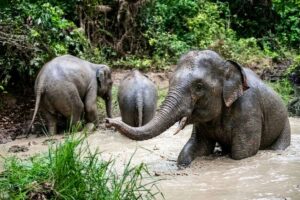 Voi rừng liên tục xuất hiện ở khu vực giáp rừng tại Đồng Nai, người dân được khuyến cáo nâng cao cảnh giác để bảo đảm an toàn.