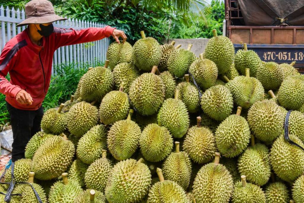Giá sầu riêng ngày càng rẻ dù xuất khẩu tăng mạnh, trong bối cảnh diện tích và sản lượng sầu riêng Việt Nam liên tục gia tăng.