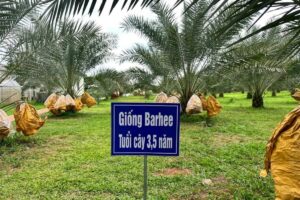 Vườn chà là Đồng Nai của ông Nguyễn Hữu Điền thu hơn 500 triệu đồng sau gần 4 năm trồng thử nghiệm ven hồ Trị An.