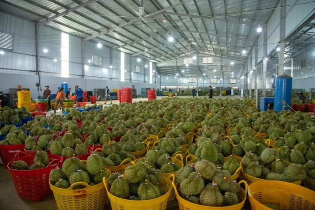 Sầu riêng Việt Nam bước vào cao điểm thu hoạch, đón tin vui khi Trung Quốc chấp thuận 50 cơ sở kiểm nghiệm, giúp tăng năng lực xuất khẩu.