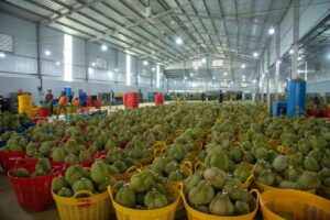 Sầu riêng Việt Nam bước vào cao điểm thu hoạch, đón tin vui khi Trung Quốc chấp thuận 50 cơ sở kiểm nghiệm, giúp tăng năng lực xuất khẩu.