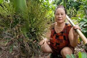 Vợ chồng lão nông Nghệ An thu 200 triệu đồng mỗi năm nhờ trồng cau, kết hợp bán quả, cây giống và cau lùn làm cảnh.