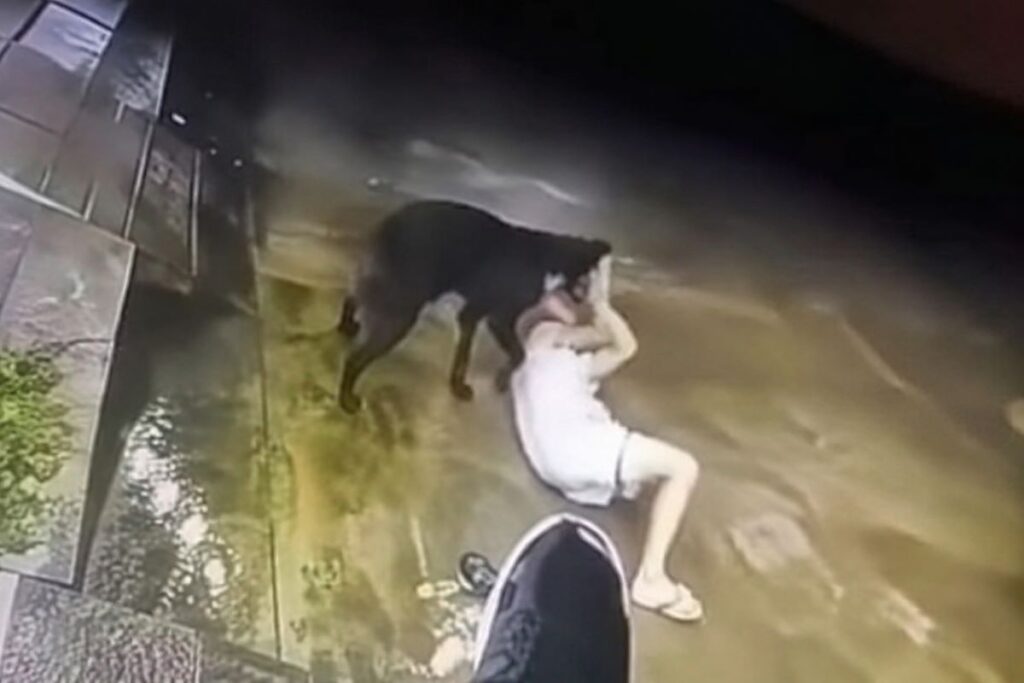 Truy tìm con chó khoảng 20kg tấn công bé trai 6 tuổi ở Đồng Nai. Chính quyền rà soát, xác minh chủ nuôi để xử lý.