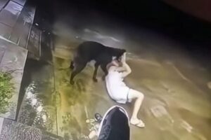 Truy tìm con chó khoảng 20kg tấn công bé trai 6 tuổi ở Đồng Nai. Chính quyền rà soát, xác minh chủ nuôi để xử lý.