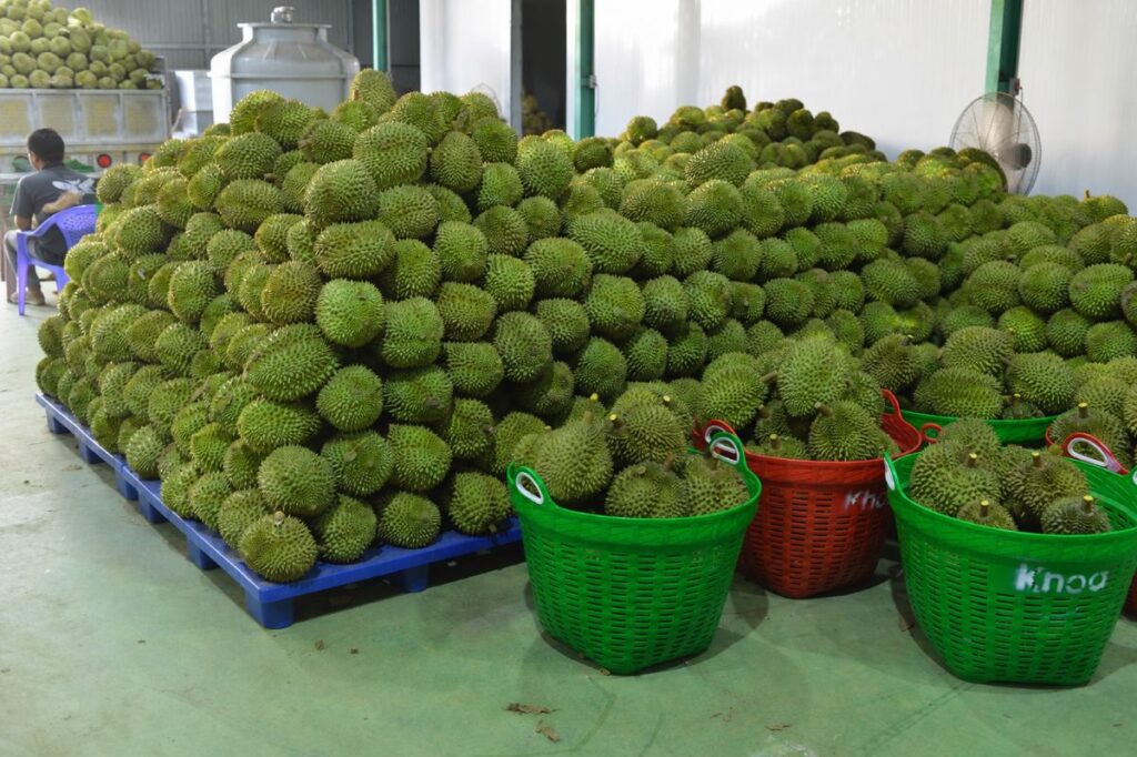 Hàng trăm quả sầu riêng được tập kết trên pallet và trong các giỏ nhựa tại khu vực kho.