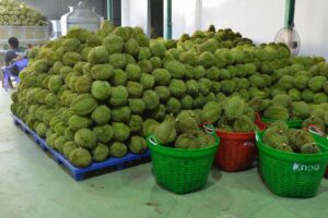 Hàng trăm quả sầu riêng được tập kết trên pallet và trong các giỏ nhựa tại khu vực kho.