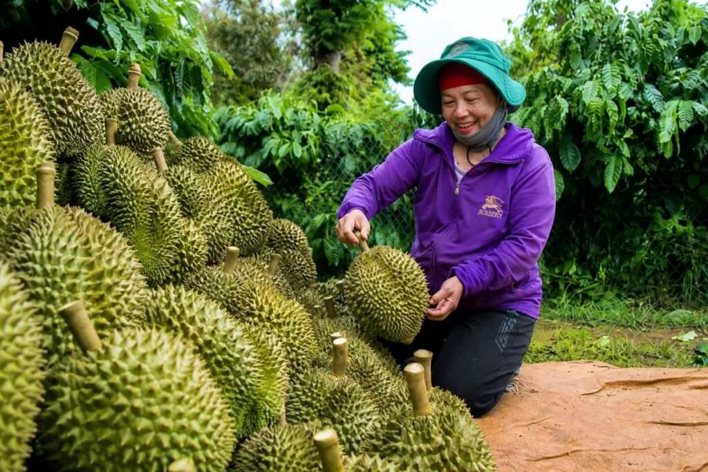 Đắk Lắk đẩy mạnh số hóa mã vùng trồng sầu riêng, chuẩn hóa dữ liệu và kết nối hệ thống truy xuất nguồn gốc quốc gia.