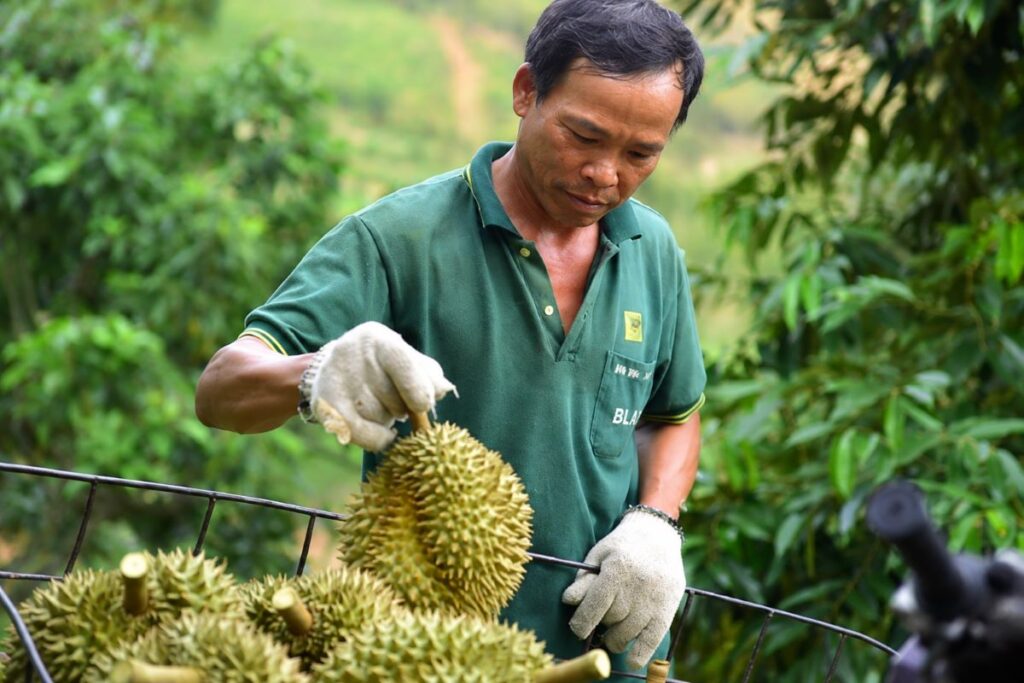 Cấp và quản lý mã số vùng trồng, cơ sở đóng gói được thực hiện toàn trình trên môi trường mạng, tăng minh bạch và truy xuất nguồn gốc.