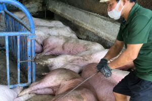 Đồng Nai tiêu hủy gần 300 con heo dương tính với chất cấm Salbutamol, xử lý nghiêm vi phạm an toàn thực phẩm.
