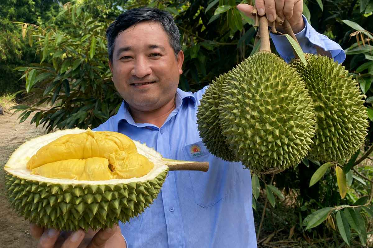 Sầu riêng Việt Nam đạt sản lượng 2,08 triệu tấn, mở rộng thị trường và đứng trước cơ hội vượt Thái Lan về xuất khẩu.
