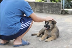 Bé trai 10 tuổi ở Đồng Nai tử vong do bệnh dại sau khi có thời gian chơi, ôm và tiếp xúc với chó chưa được tiêm vaccine phòng dại.
