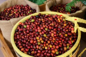 Giá nông sản 19/8: cà phê tăng mạnh, lên tới 97.000 đồng/kg tại Tây Nguyên, trong khi giá heo hơi và trứng gia cầm tiếp tục giảm.