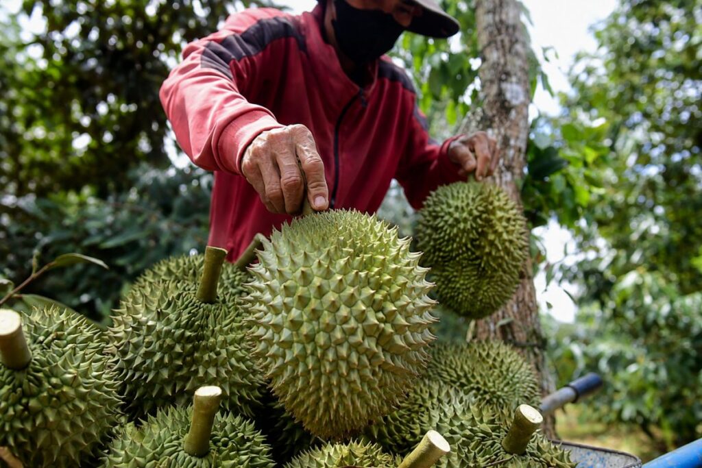 Sầu riêng Việt Nam đạt 2,08 triệu tấn năm 2026, làm dấy lên lo ngại dư cung, giá giảm và sức ép cạnh tranh trên thị trường.