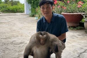 Khỉ hoang dã ở Đồng Nai thường xuyên xuất hiện tại khu dân cư, phá tài sản, tấn công vật nuôi và tiềm ẩn nguy cơ tấn công người.