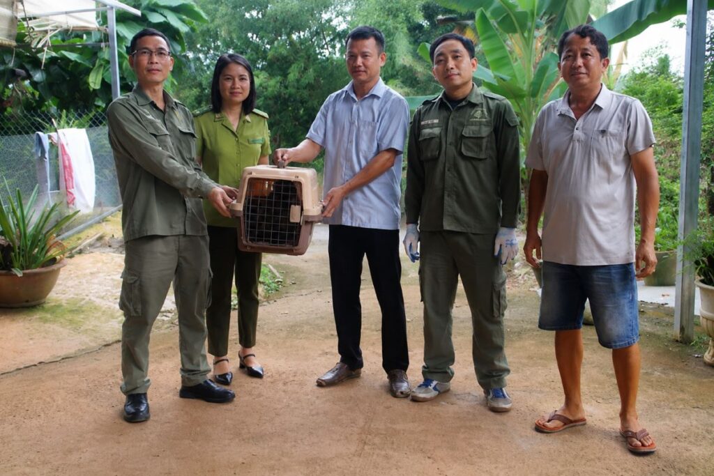 Người dân Bù Đăng phát hiện khỉ mặt đỏ quý hiếm đi lạc vào vườn và chủ động giao nộp cho cơ quan chức năng để chăm sóc, bảo tồn.